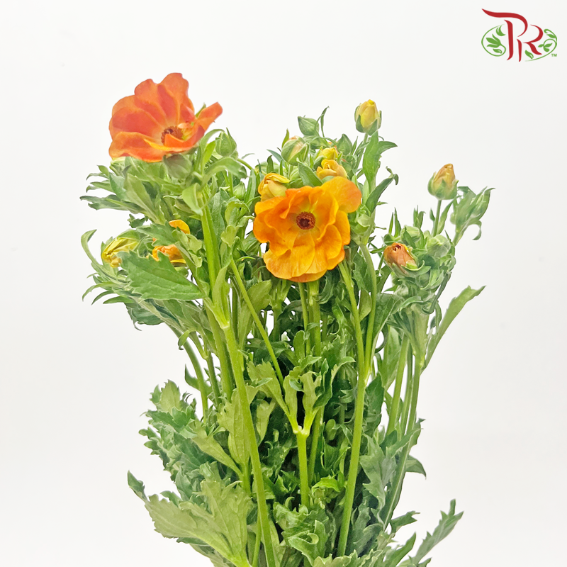 Ranunculus Butterfly - Orange (Per Bunch) ***Fragile-Orange-China-prflorist.com.my
