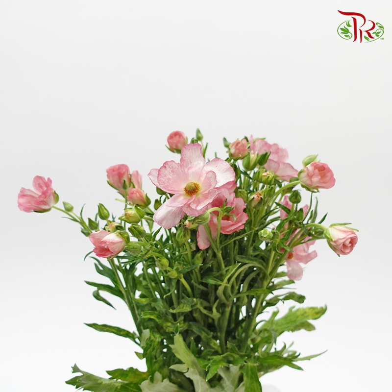 Ranunculus Butterfly - Pink (9-10 Stems) *** Fragile-Import-prflorist.com.my