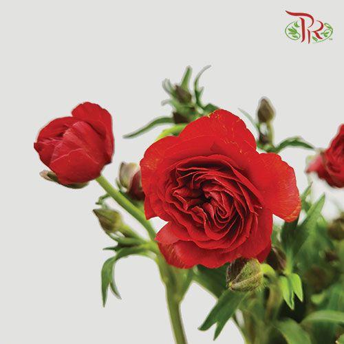 Ranunculus Butterfly - Red (5 Stems) *Fragile-Red-Kenya-prflorist.com.my