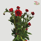 Ranunculus Butterfly - Red (5 Stems) *Fragile-Red-Kenya-prflorist.com.my
