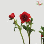 Ranunculus Butterfly - Red (Per Bunch) *Fragile-Red-China-prflorist.com.my