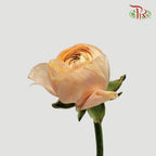 Ranunculus - Champagne (5 Stems) *FRAGILE-Champagne-Netherland-prflorist.com.my