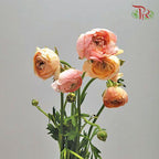 Ranunculus - Champagne (5 Stems) *FRAGILE-Champagne-Netherland-prflorist.com.my