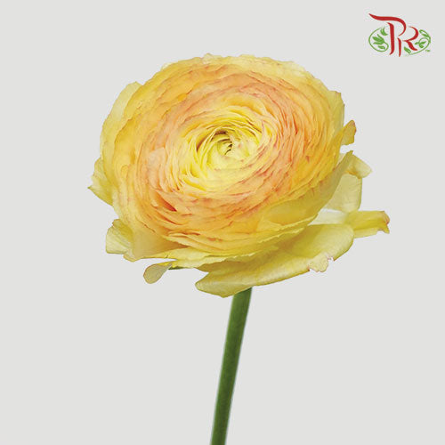 Ranunculus - Champagne-10 Stems **Fragile - Pudu Ria Florist