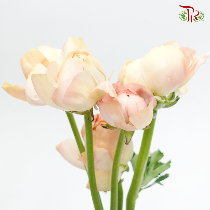 Ranunculus Cloni - Champagne ( 5 Stems)-Champagne-China-prflorist.com.my