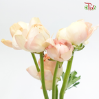 Ranunculus Cloni - Champagne ( 5 Stems)-Champagne-China-prflorist.com.my
