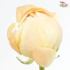 Ranunculus Cloni - Champagne ( 5 Stems)-Champagne-China-prflorist.com.my
