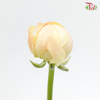 Ranunculus Cloni - Champagne ( 5 Stems)-Champagne-China-prflorist.com.my