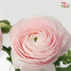 Ranunculus Cloni