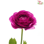 Ranunculus Cloni - Magenta (5 Stems)-Magenta-China-prflorist.com.my