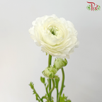 Ranunculus Cloni - White (5 Stems)-White-China-prflorist.com.my