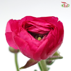 Ranunculus - Dark Pink (5 Stems) *FRAGILE-Pink-Netherland-prflorist.com.my