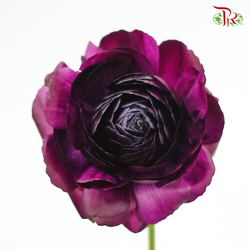 Ranunculus - Eggplant Dark Purple (5 Stems) ***FRAGILE-Dark Purple-Japan-prflorist.com.my
