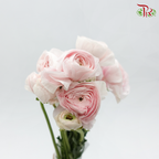 Ranunculus Elegance Success *Fragile