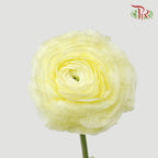Ranunculus Elegance Success - Light Yellow (5 Stems) *Fragile-Yellow-Columbia-prflorist.com.my