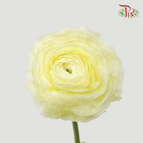 Ranunculus Elegance Success - Light Yellow (5 Stems) *Fragile-Yellow-Columbia-prflorist.com.my
