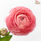 Ranunculus Elegance Success *Fragile