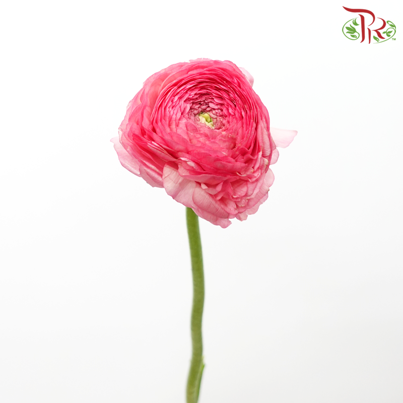 Ranunculus Elegance Success - Mix Salmon Pink & Fuscia Pink (5 Stems) *Fragile-Pink-Columbia-prflorist.com.my