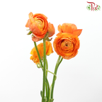 Ranunculus Elegance Success - Orange (5 Stems) **Fragile-Orange-Columbia-prflorist.com.my