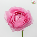 Ranunculus Elegance Success - Pink (5 Stems)***Fragile-Pink-Columbia-prflorist.com.my