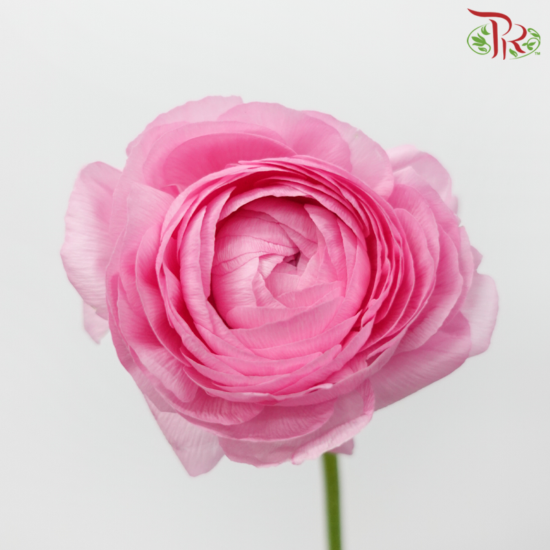 Ranunculus Elegance Success - Pink (5 Stems)***Fragile-Pink-Columbia-prflorist.com.my
