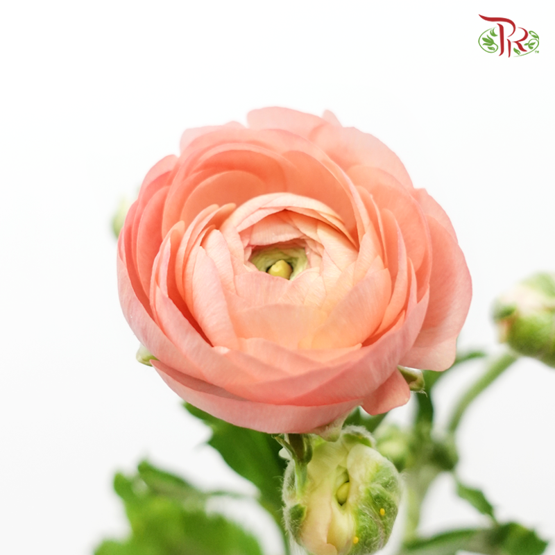 Ranunculus Elegance Success *Fragile