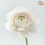 Ranunculus Elegance Success - White Off Light Pink (5 Stems) *Fragile-Pink-Columbia-prflorist.com.my
