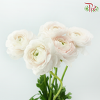 Ranunculus Elegance Success *Fragile