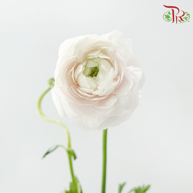 Ranunculus Elegance Success - White Off Light Pink (5 Stems) *Fragile-Pink-Columbia-prflorist.com.my