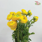 Ranunculus Elegance Success - Yellow (5 Stems) *Fragile-Yellow-Columbia-prflorist.com.my