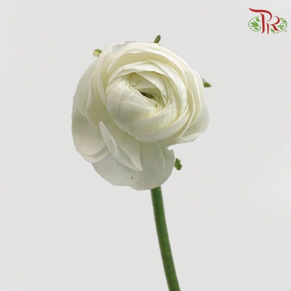 Ranunculus - Elegance White (10 Stems) **Fragile-White-Italy-prflorist.com.my