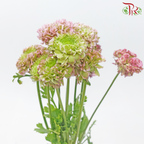 Ranunculus Pon Pon - Light Pink (Per Bunch)-Light Pink-China-prflorist.com.my