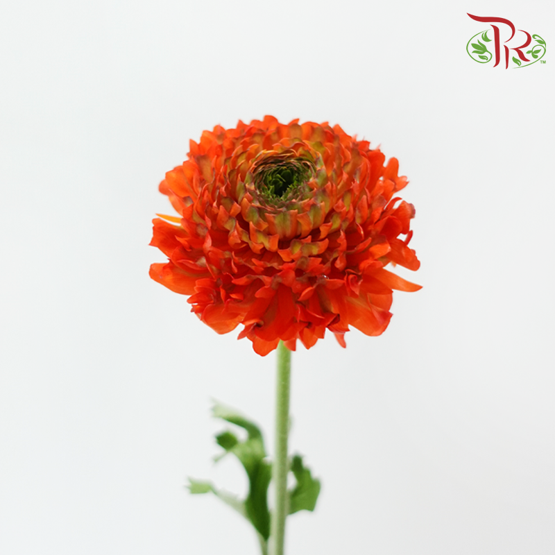 Ranunculus Pon Pon - Orange Off Green (Per Bunch)-Orange-China-prflorist.com.my