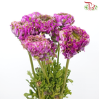 Ranunculus Pon Pon - Purple Tone Green (Per Bunch)-Purple Tone Green-China-prflorist.com.my