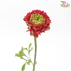 Ranunculus Pon Pon - Red (Per Bunch)-Red-China-prflorist.com.my