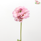 Ranunculus Pon Pon - Tone Green With Pink (Per Bunch)-Tone Green With Pink-China-prflorist.com.my