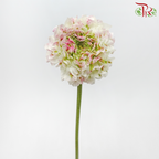 Ranunculus Pon Pon - Tone Green With Pink (Per Bunch)-Tone Green With Pink-China-prflorist.com.my