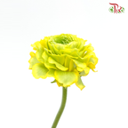 Ranunculus Pon Pon - Yellow (Per Bunch)-Yellow-China-prflorist.com.my