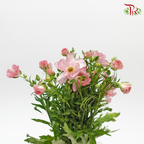 Ranunculus Butterfly - Pink (Per Bunch) - Pudu Ria Florist