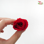 21 Blooms Preserved Rose
