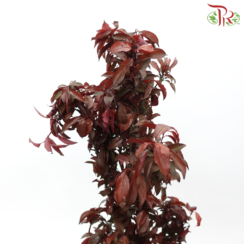 Red Leaf Tee