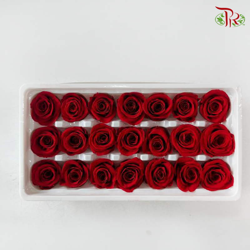 21 Blooms Preserved Rose