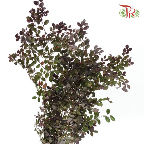 Redflower Loropetalum - (3 Stems)-Import-prflorist.com.my