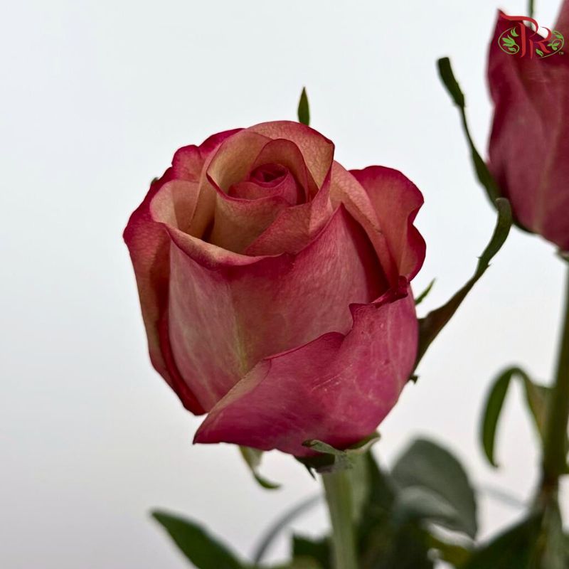Rose (50CM)