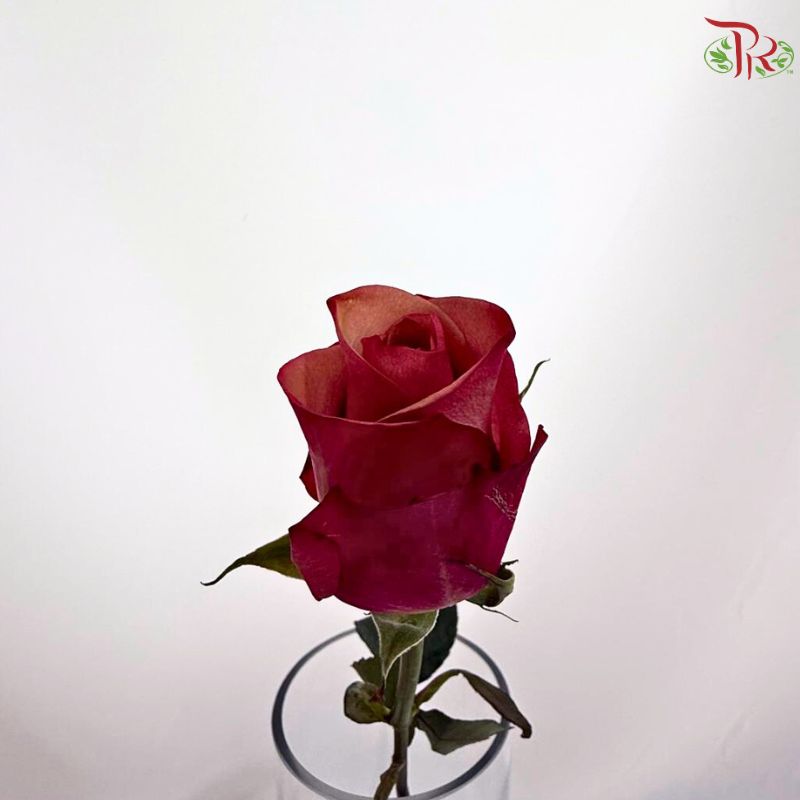 Rose (50CM)