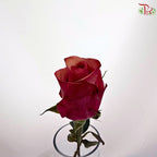 Rose (50CM)