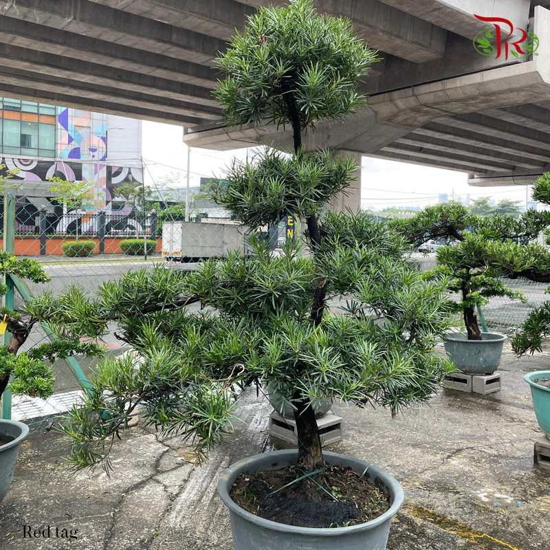 Podocarpus (台湾）Red Tag (HE)