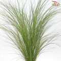 Rekoala (Per Bunch)-Africa-prflorist.com.my