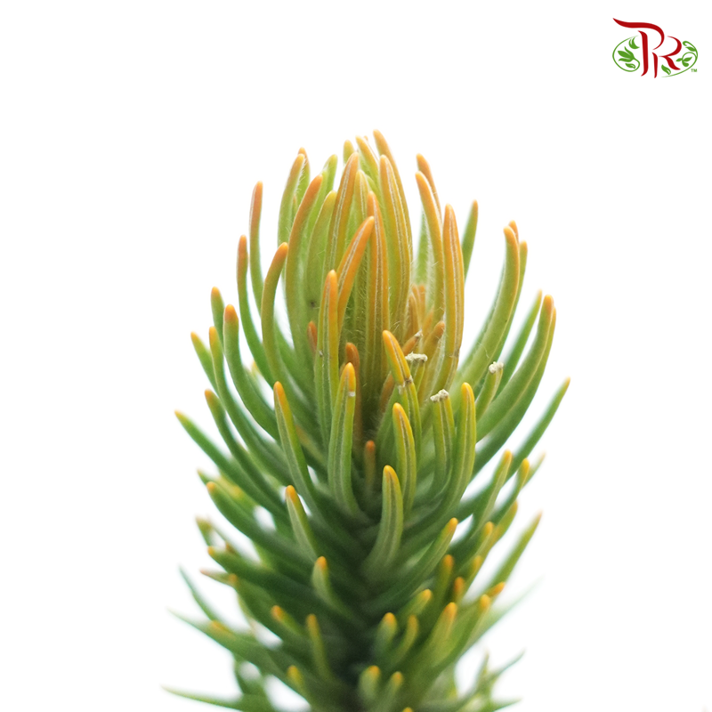 Retzia Capensis (Per Bunch) - Pudu Ria Florist