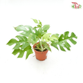 Philodendron Minima (Rhaphidophora Tetrasperma) J01《姬龜背》